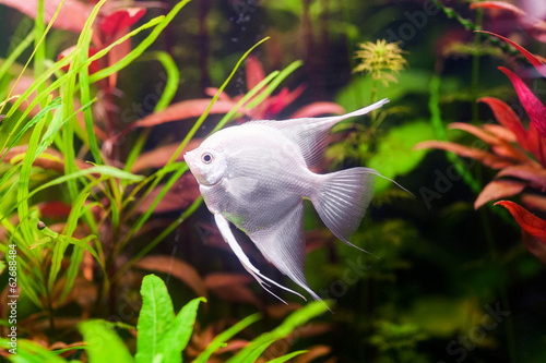 Slika na platnu White Scalare (Angelfish) swimming underwater near green plant
