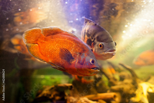 Billede på lærred Two beautiful and exclusive red oscar cichlid