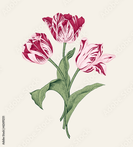 Bouquet of three pink tulips on gray background