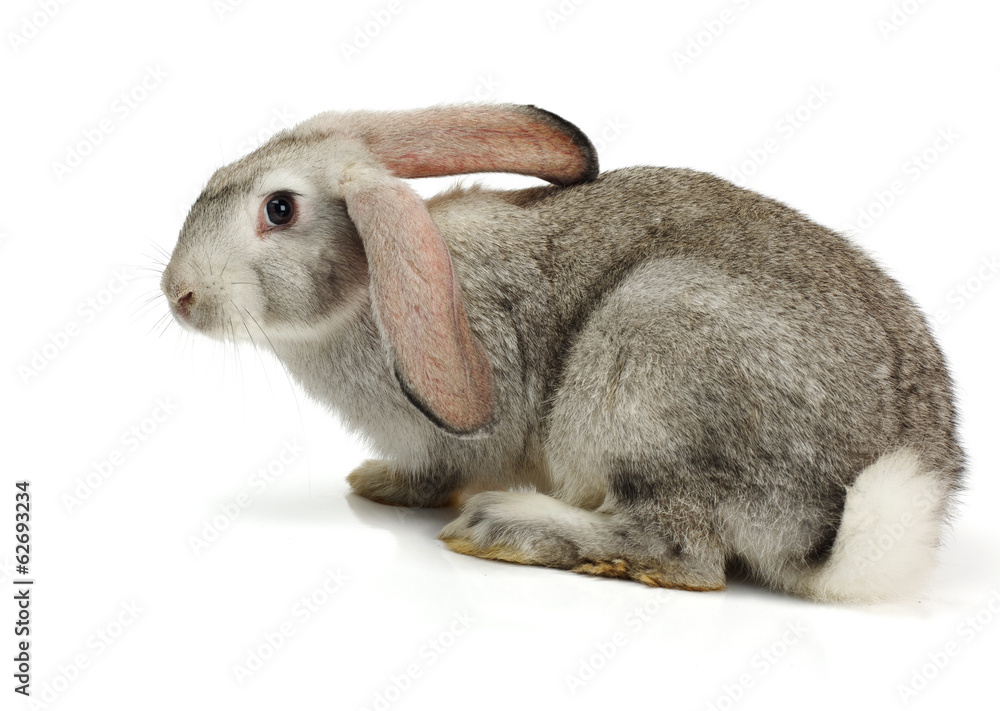 Obraz premium Grey rabbit on white background