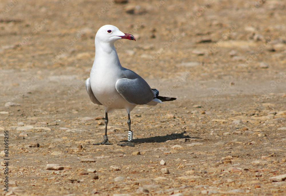 Fototapeta premium Audouins's gull Larus audouinii.