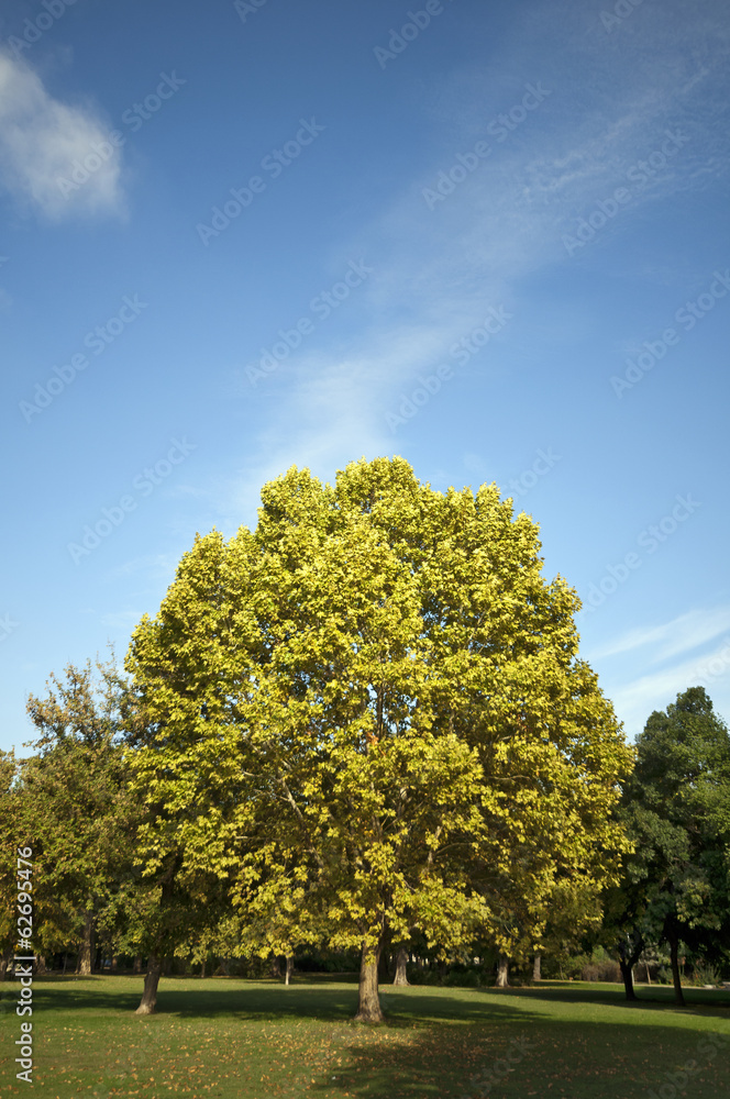 Naklejka premium Autumn tree in the park