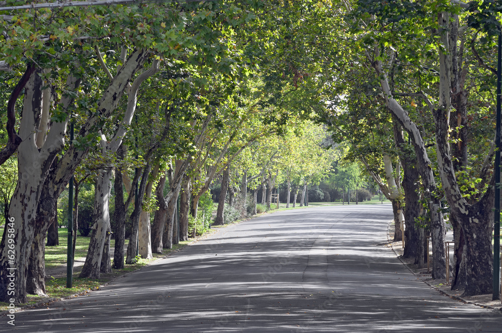 Tree trunk and road in the park Tree trunk and road in the park