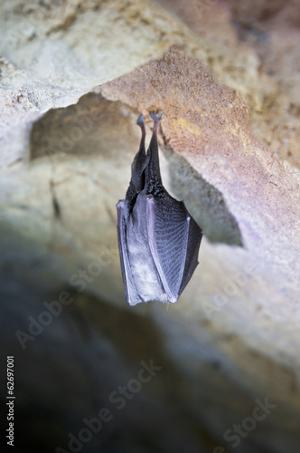 Bat hanging on rock
