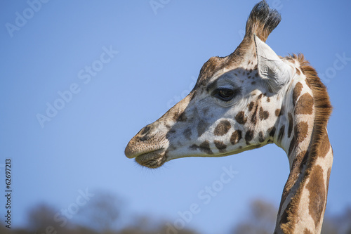 Giraffe head