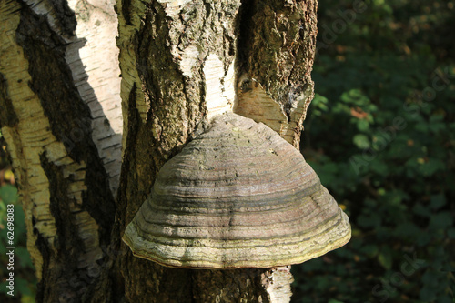A Large Bracket Fungus Growing on a Tree Trunk.