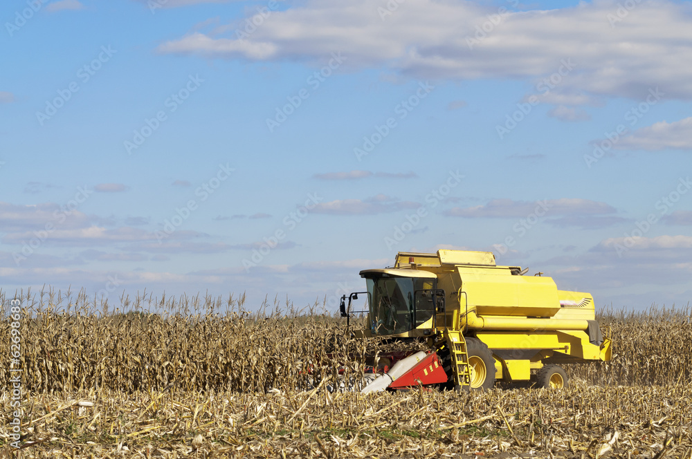 Obraz premium Corn harvesting