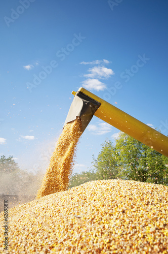 Corn harvesting loading