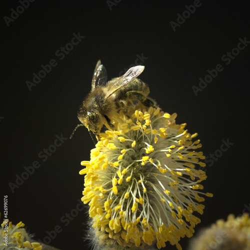 Weidenkaetzchen; Biene; Pollenhoeschen; Apis; photo