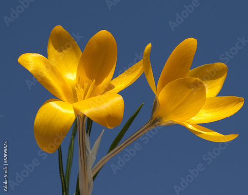 Goldbrokat-Krokus, Crocus, angustifolius, photo