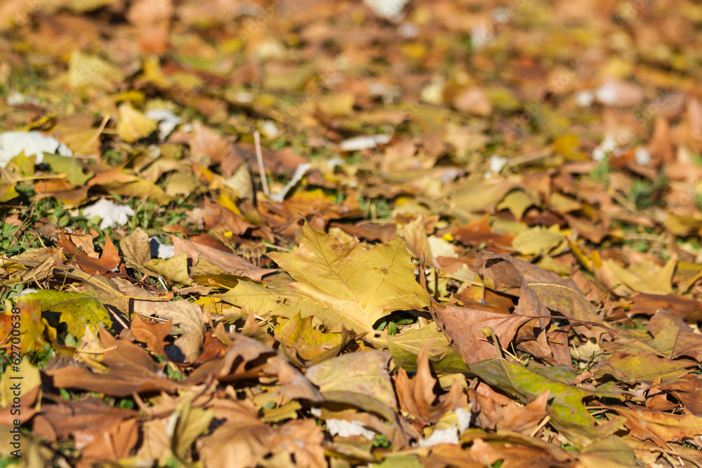 Obraz premium City park in autumn,getafe,madrid