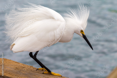 Snowy egret