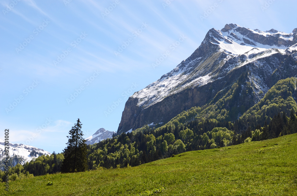 Alpine meadow. Switzerland