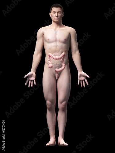 illustration of the colon of an asian male guy
