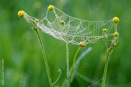 web with drops of dew and a spider