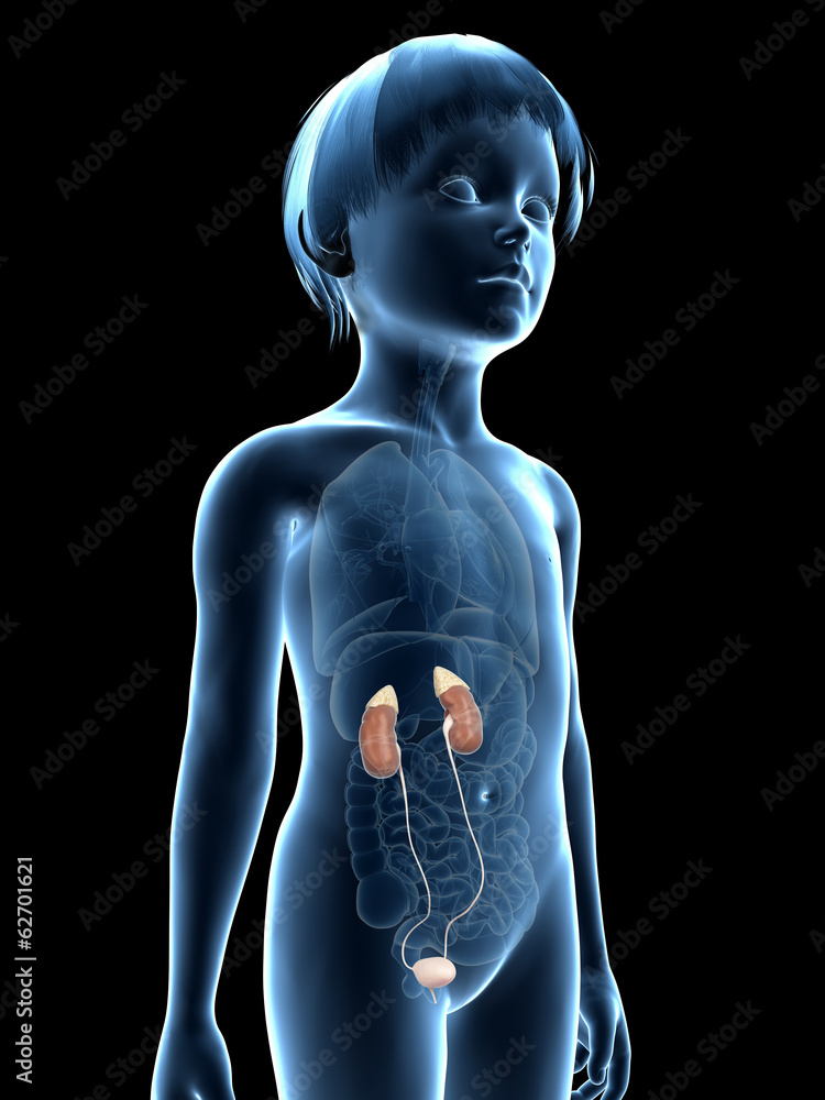 anatomy of a young child - urinary system Stock Illustration | Adobe Stock