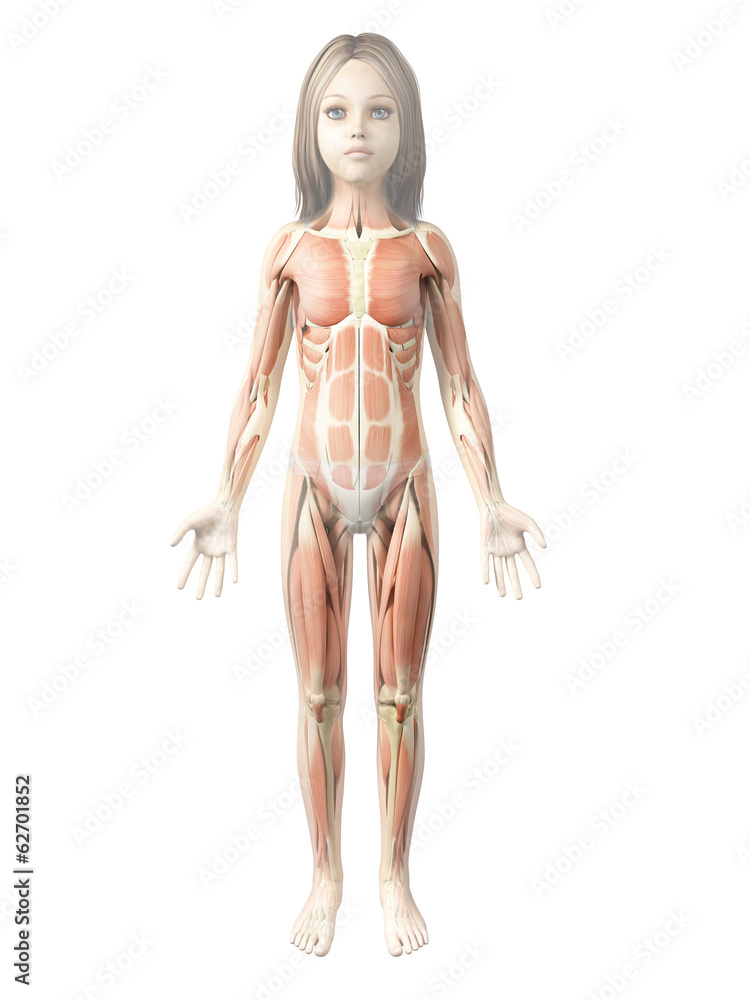 anatomy of a young girl - muscles Иллюстрация Stock | Adobe Stock