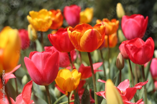 Tulipes