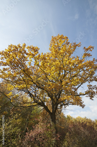 Sunny yellow autumn color tree
