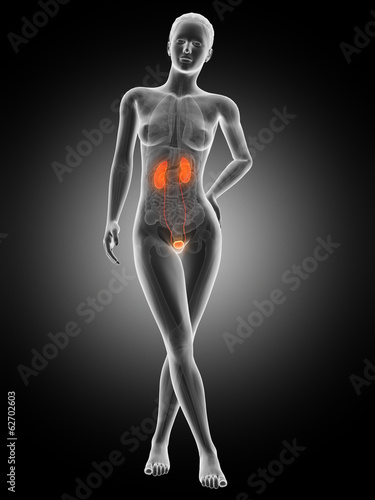 medical illustration of the female urinary system