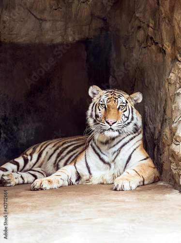 Tiger in cave