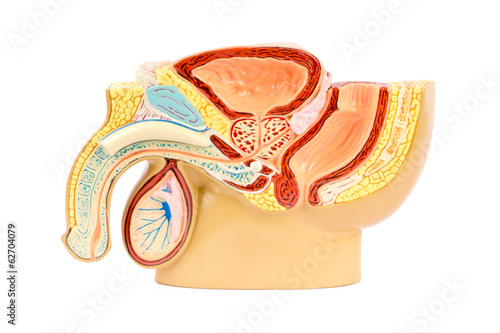 Canvastavla Male genital anatomy