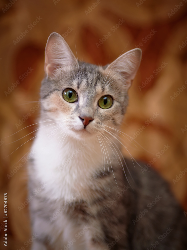 Portrait of a gray green-eyed cat.