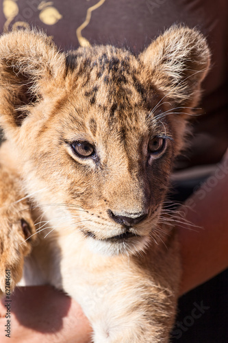 Baby lion animal close up head portrait