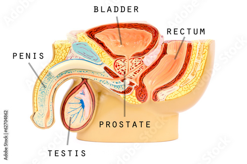 Male genital anatomy