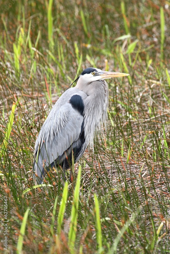 Fototapeta premium Great Blue Heron (Ardea Herodias)