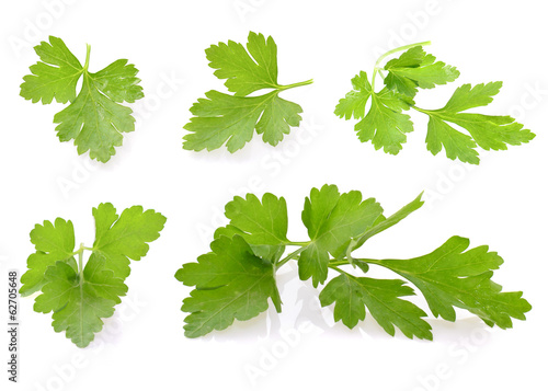 Fresh Green Parsley Isolated on White Background