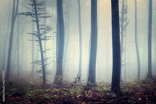 Mysterious forest scene