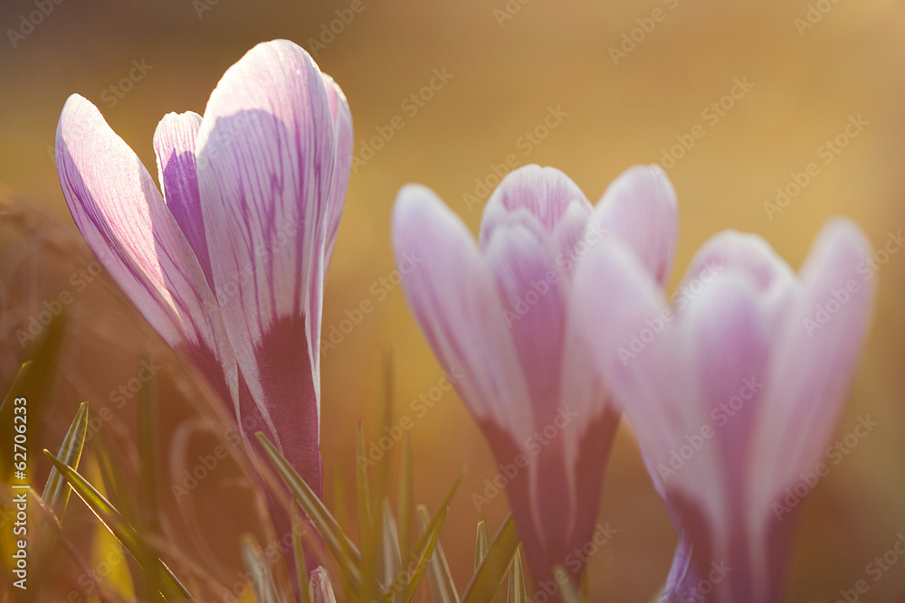 Messengers of spring