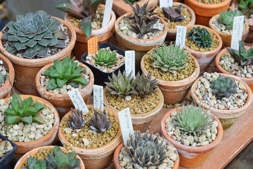 Fototapeta premium cactus