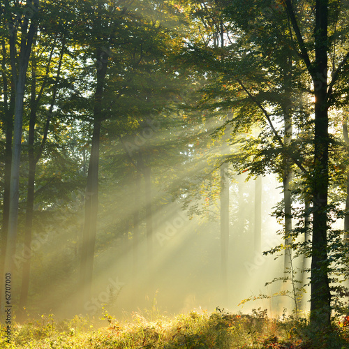 forest trees