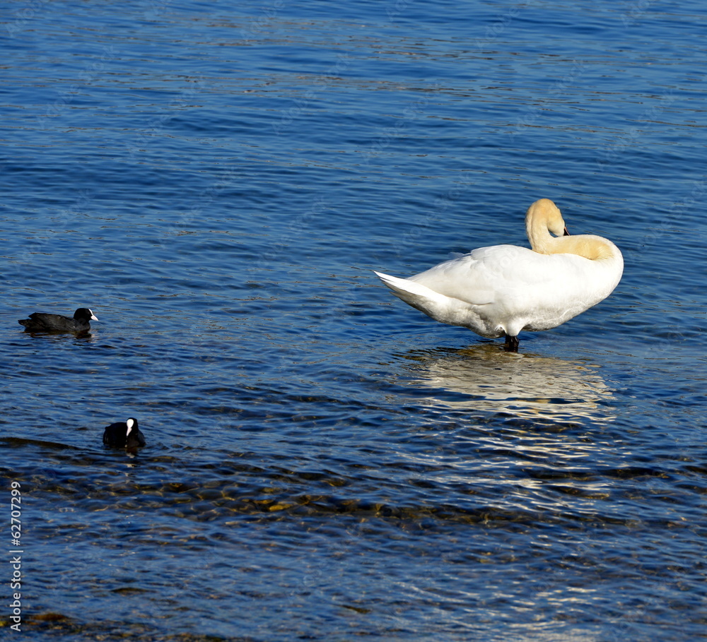 Fototapeta premium cygne