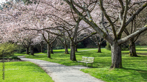 Cherry Blossom at the park © peteleclerc