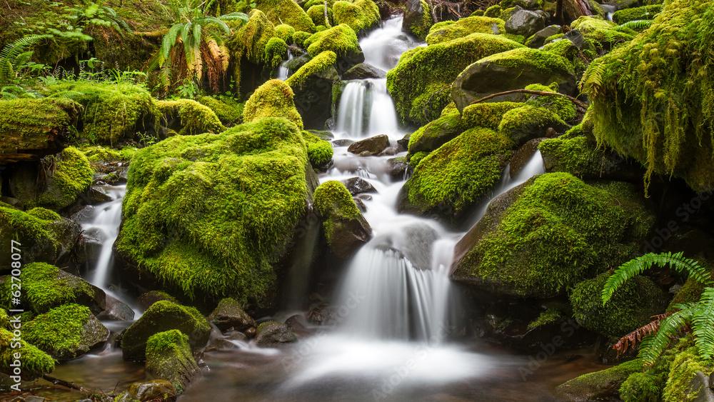Fototapeta premium Green moss covered rocks along a stream on the way to Sol Duc falls in the rain forest of Olympic National park, Washington