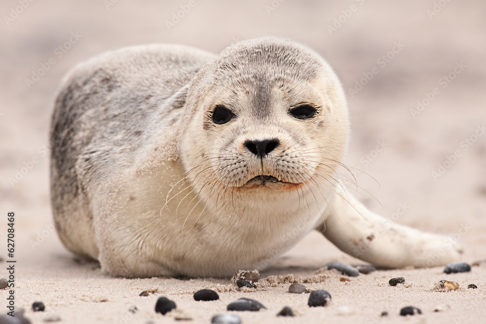 Naklejka premium Cute Seal at the beach