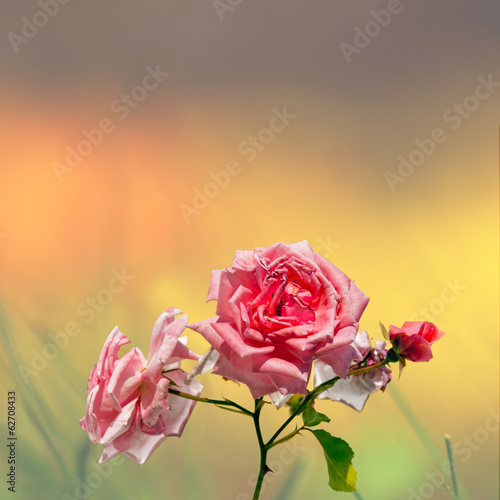 pink roses on colorful background