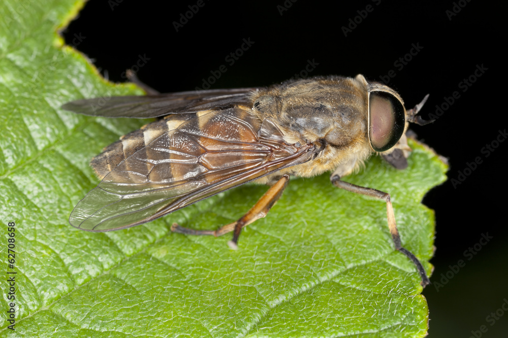 Obraz premium Tabanus horsefly on leaf, macro photo