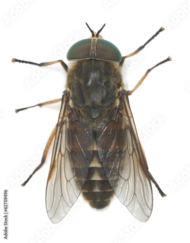 Tabanus horsefly, macro photo