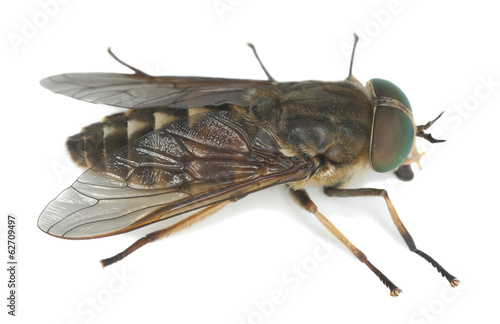 Fotografie Tabanus horsefly, macro photo