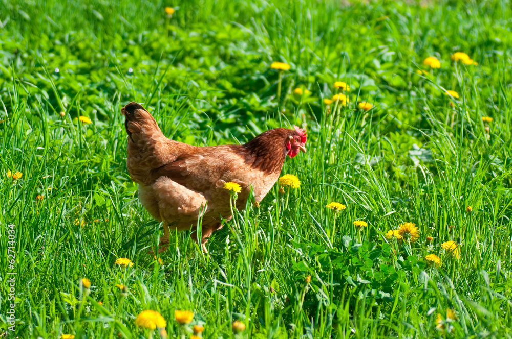 Fototapeta premium Hen outside in the meadow