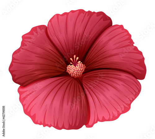 A red flower