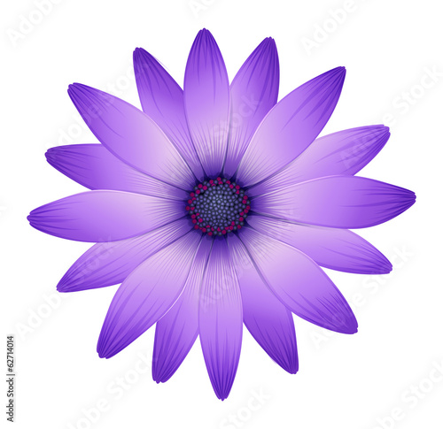 A fresh purple flower