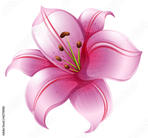 A pink lily flower