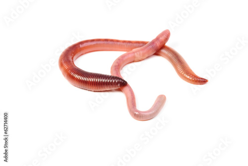 two animal earth worm isolated on white background