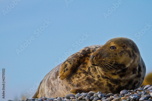 Kegelrobbe (Halichoerus grypus) photo