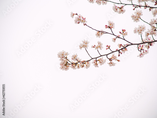 Yoshino cherry tree in full bloom in the sky back